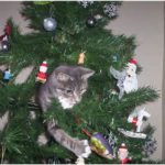 cat in tree, playing with ornament