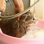 cat being washed in basin with sprayer