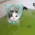 cat sitting in tub of water, shower cap over ears