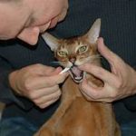 man brushing cat's teeth