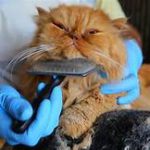 cat being combed under chin