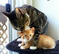 mother cat washing kitten
