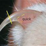 photo of cat nail showing where to clip
