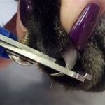 cat's nails being clipped