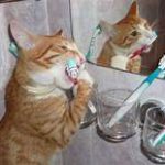 cat brushing teeth in front of mirror