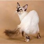 Balinese cat, white with tan points and tail tip