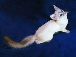 Balinese cat, white, with brown tail