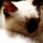 Head of Balinese cat, chocolate points