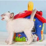 Balinese kitten, white with colored points