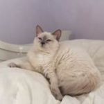 Balinese cat lying on white comforter