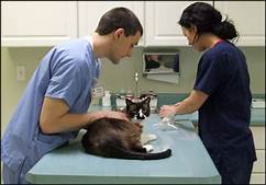 vet and owner looking at cat