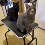 two cats on small table