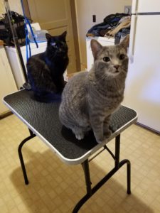 two cats on small table