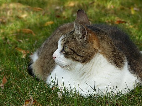 Fat tabby with white chest, hunkered in grass