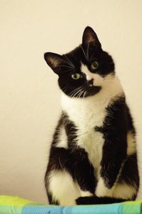 Sitting black and white cat