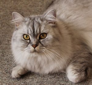Long-haird grey cat, big yellow eyes