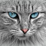 face of grey cat with blue eyes