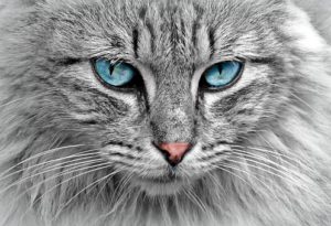 face of grey cat with blue eyes