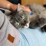 Grey cat on lap, being petted