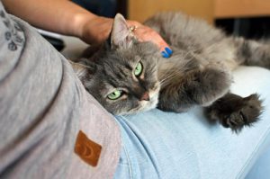grey cat lying on lap