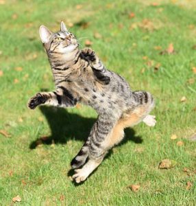 Cat leaping in air
