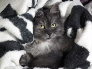 Grey cat snuggled in covers