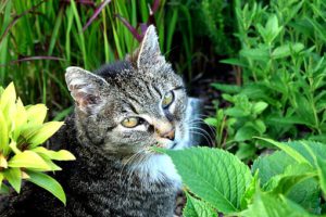 Grey cat in midst of greenery