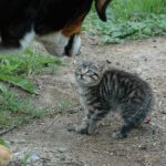 fluffed kitten confronting dog