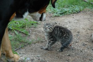 fluffed kitten confronting dog