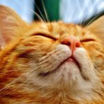Orange cat head, looking up; eyelids drooping