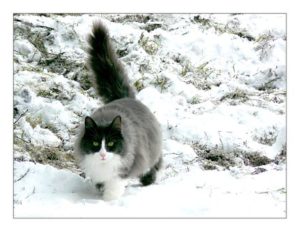 long-haired black cat, white chest, walking with fluffy tail erect