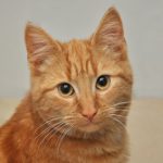 head and shoulders of orange kitty; wide pupils