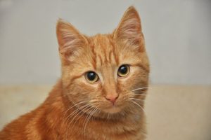 head and shoulders of orange kitty; wide pupils