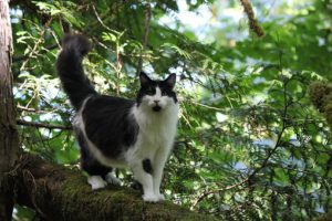 black and white cat, plumy tail, standing on tree branch