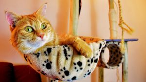 Orange cat in a hanging basket
