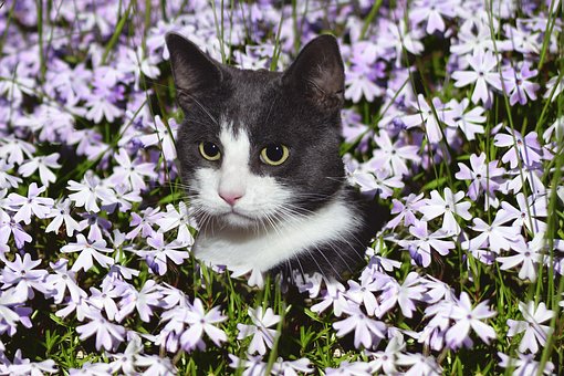 Black & white cat head in midst of flowers