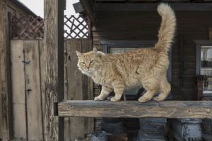 Orange cat, tail up, on railing