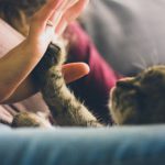 Cat giving person high 5