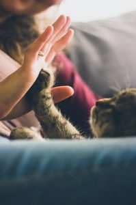Cat giving person high 5