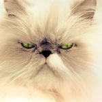 white long-haired cat head, green eyes, slitted