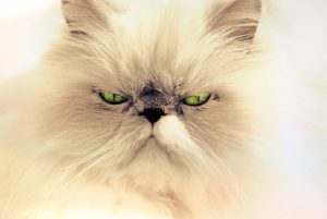 white long-haired cat head, green eyes, slitted