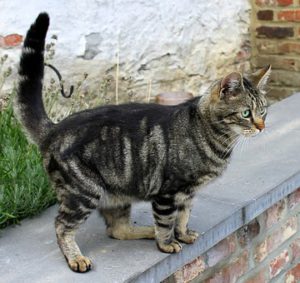 Dark-striped cat on top of wall, tail erect