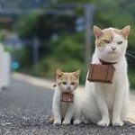 white & orange cat & kitten with miniature suitcases tied around their necks