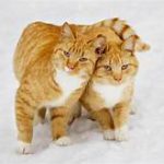 two orange cats, one with tail around the other