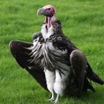 lappet-faced vulture standing on grass