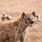spotted hyena, tall grass