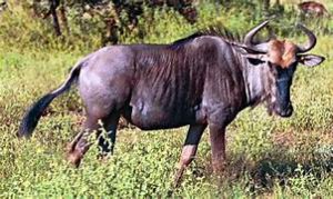 wildebeest standing in grass