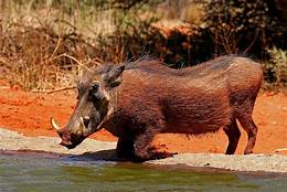 warthog kneeling by water