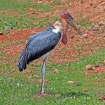 Marabau stork standing