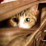 cat head peering out of suitcase